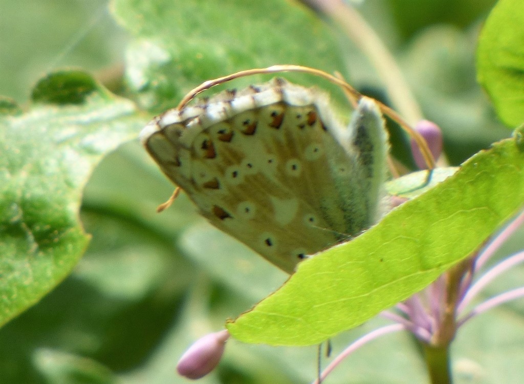 Polyommatus bellargus? No, Polyommatus (Lysandra) coridon, Lycaenidae